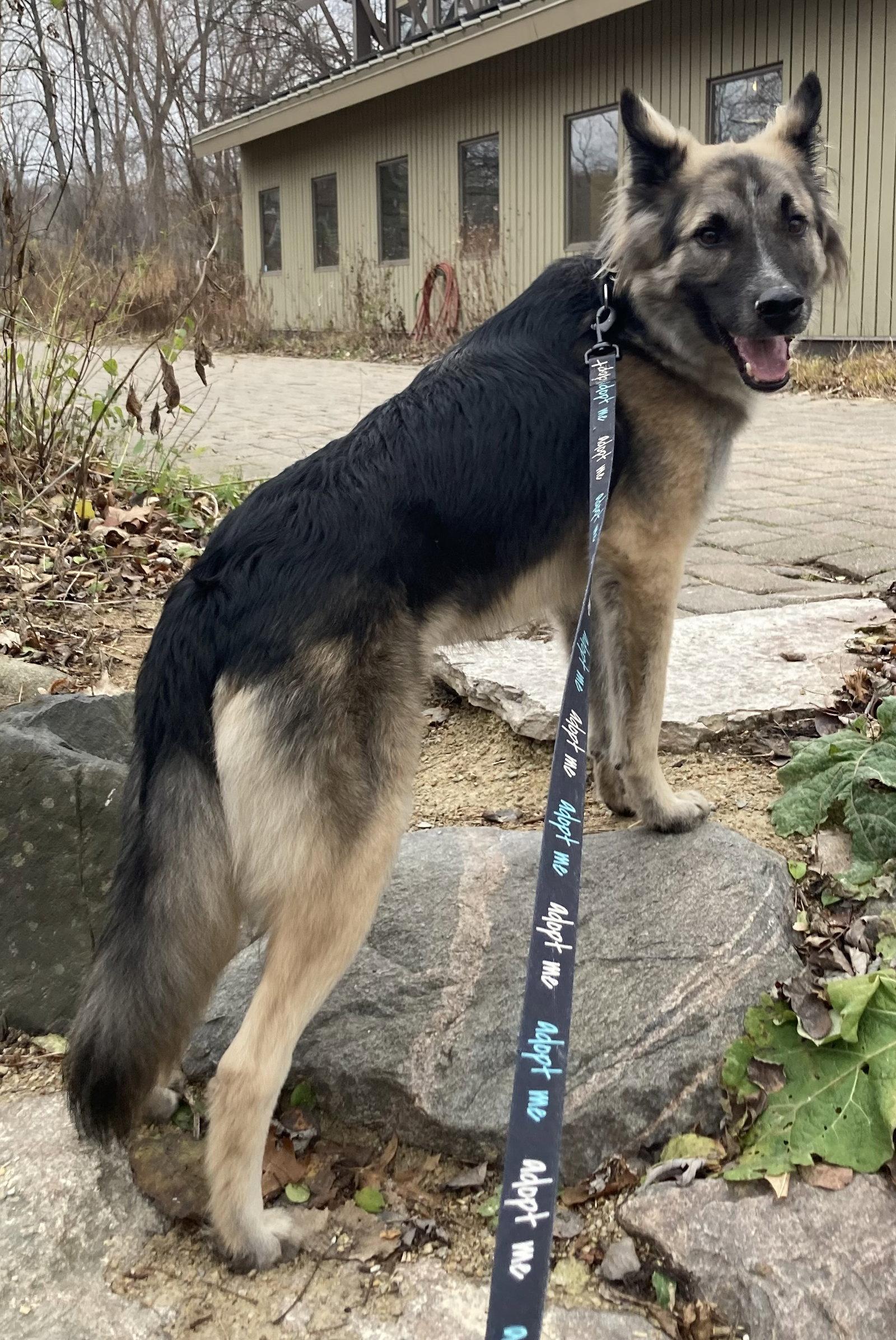Piper, Adoptable, Adult Male Shepherd.