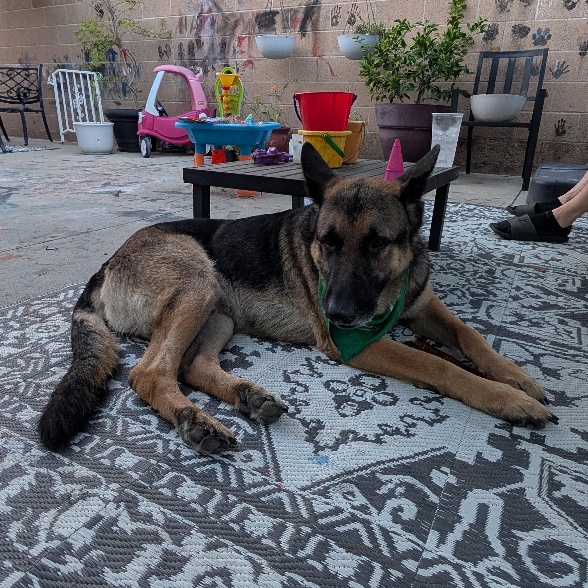 Enlarge McGruff, a Adoptable mixed breed in Burbank, CA image 3/6