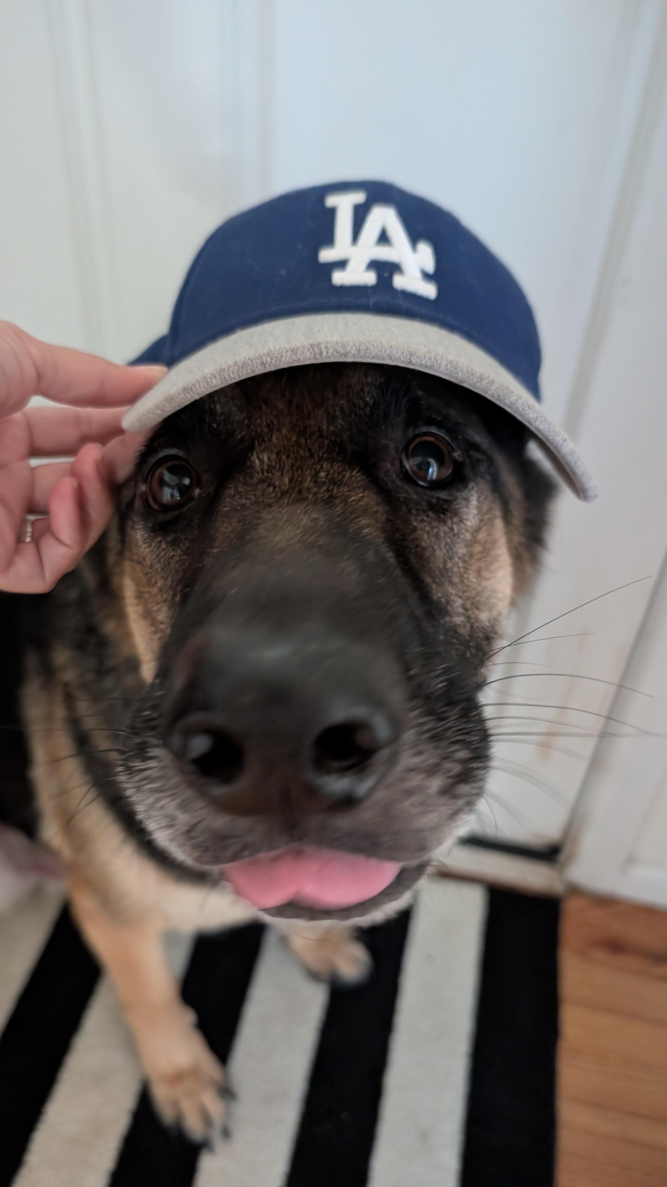 Enlarge McGruff, a Adoptable mixed breed in Burbank, CA image 5/6