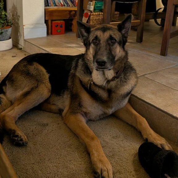 McGruff, Adoptable, Adult Male German Shepherd Dog.