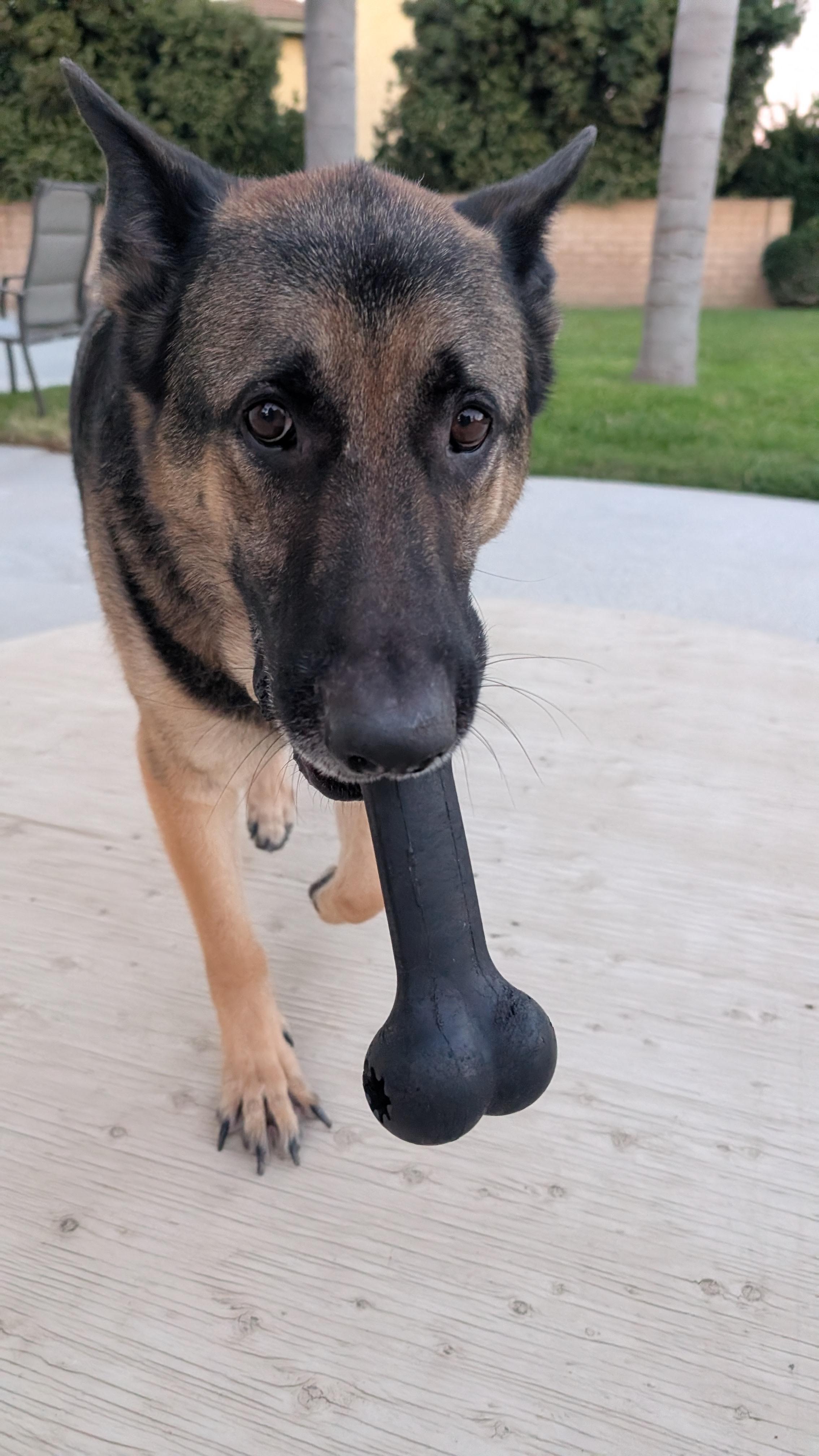 Enlarge McGruff, a Adoptable mixed breed in Burbank, CA image 6/6