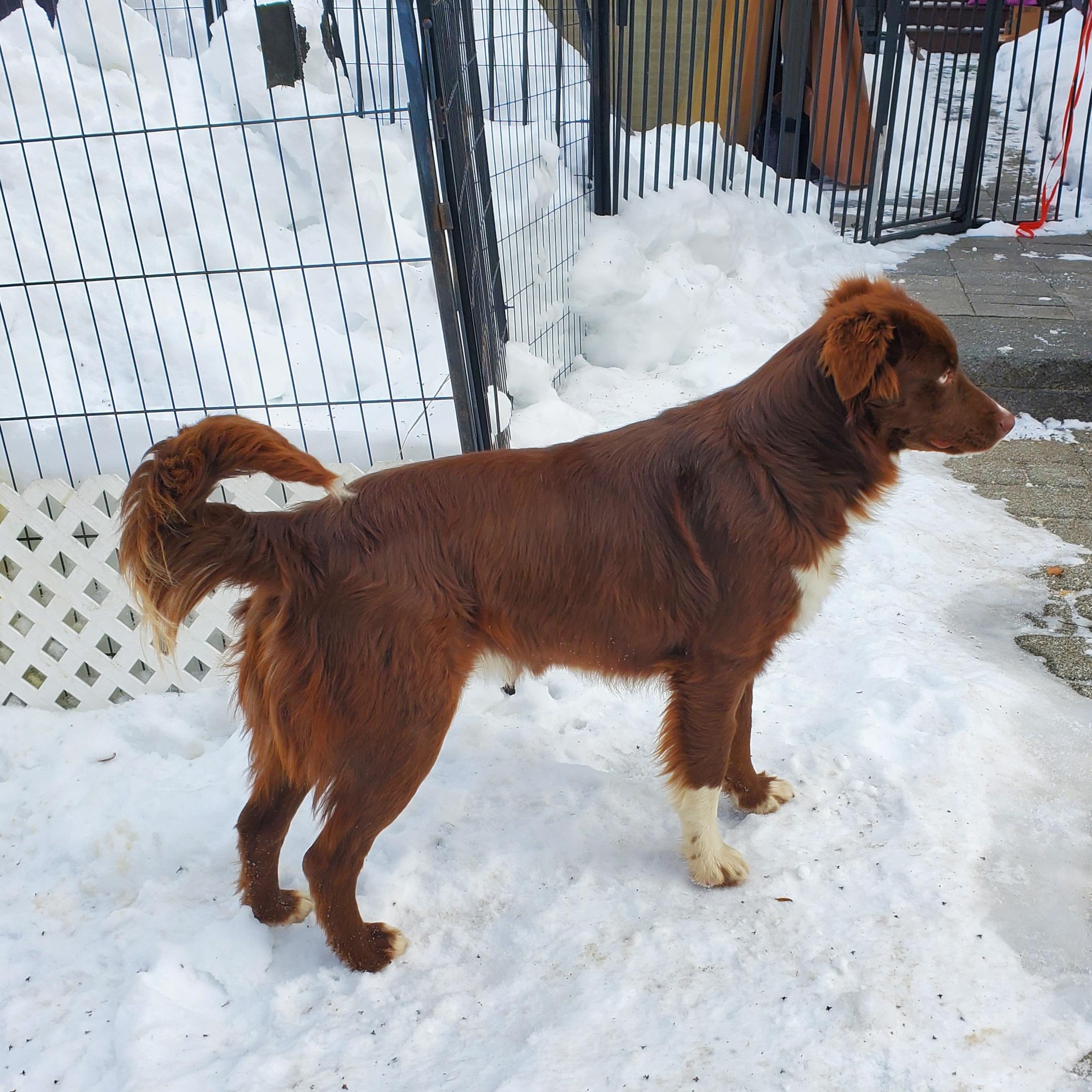 Browning, an adopted mixed breed in Blairstown, NJ image 3/5