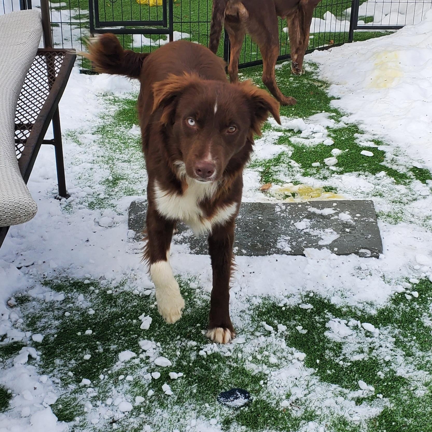 Browning, an adopted mixed breed in Blairstown, NJ image 2/5