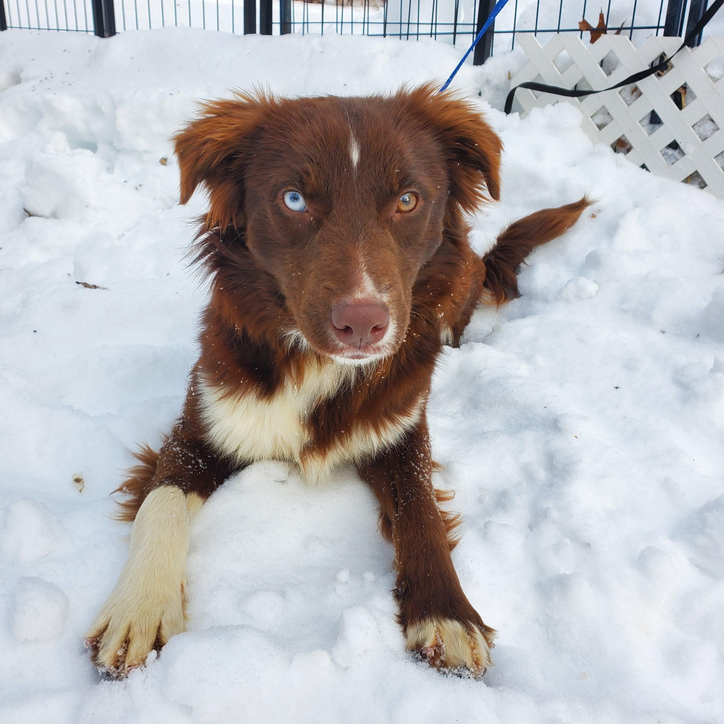 Browning, adopted, Young Female Australian Shepherd & Mixed Breed.