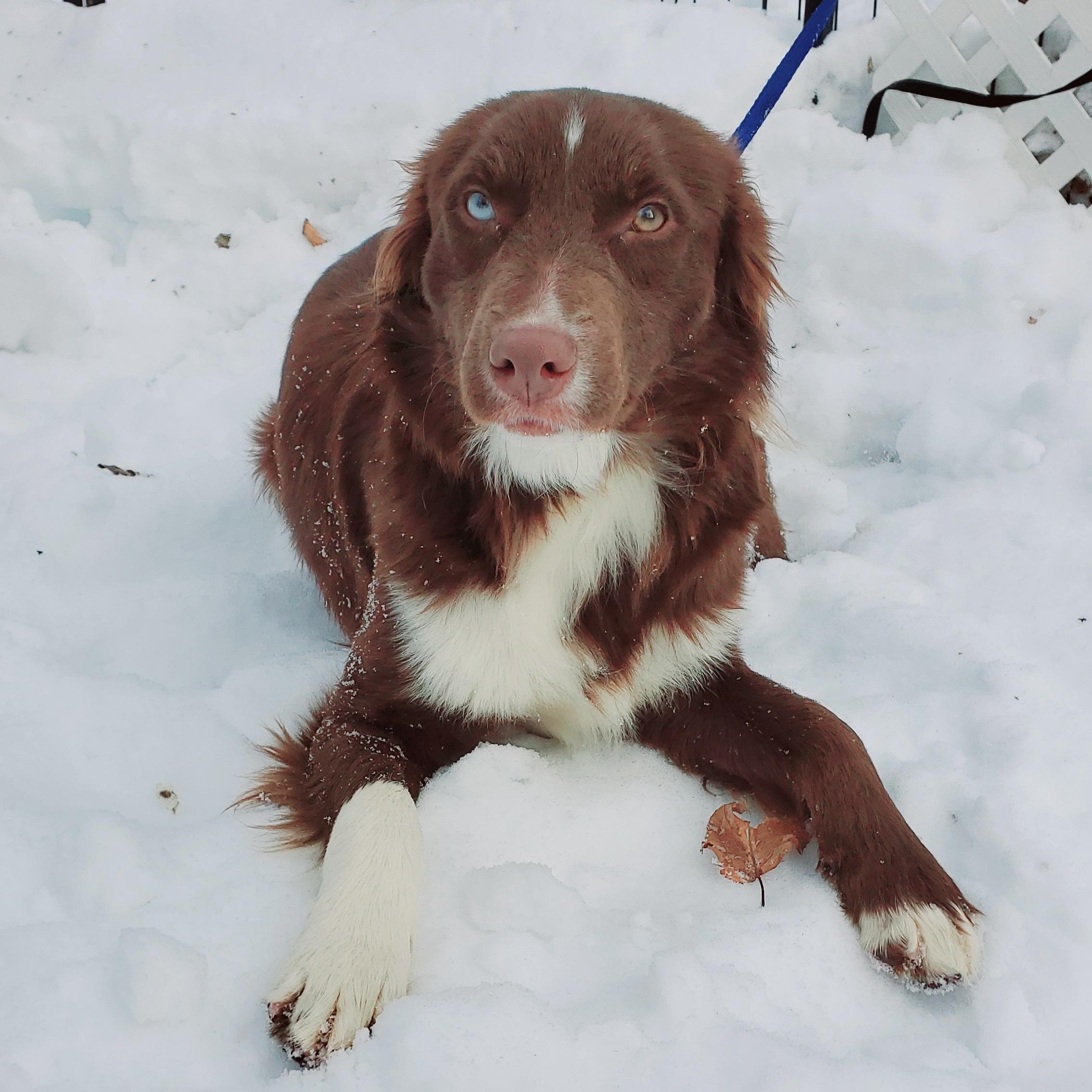 Browning, an adopted mixed breed in Blairstown, NJ image 4/5