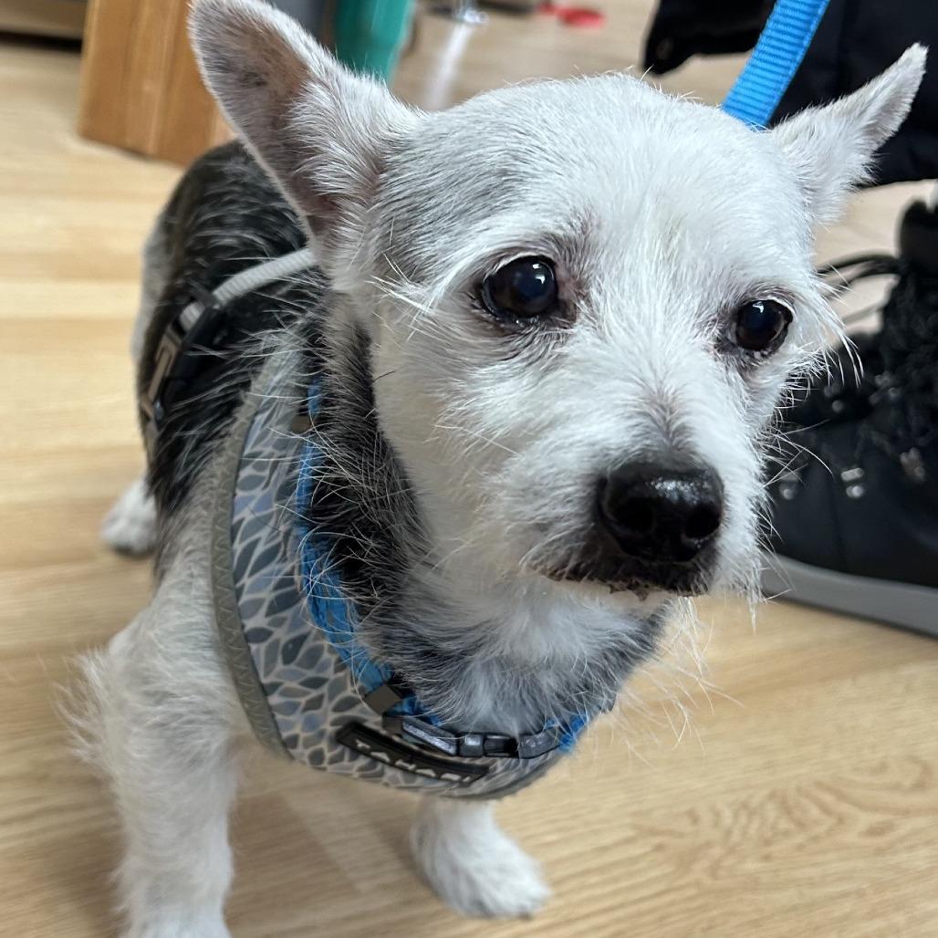 Lucky, Adoptable, Senior Male Chihuahua.