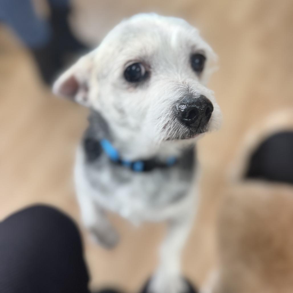 Lucky, a Adoptable Chihuahua in Saint Cloud, MN image 3/5