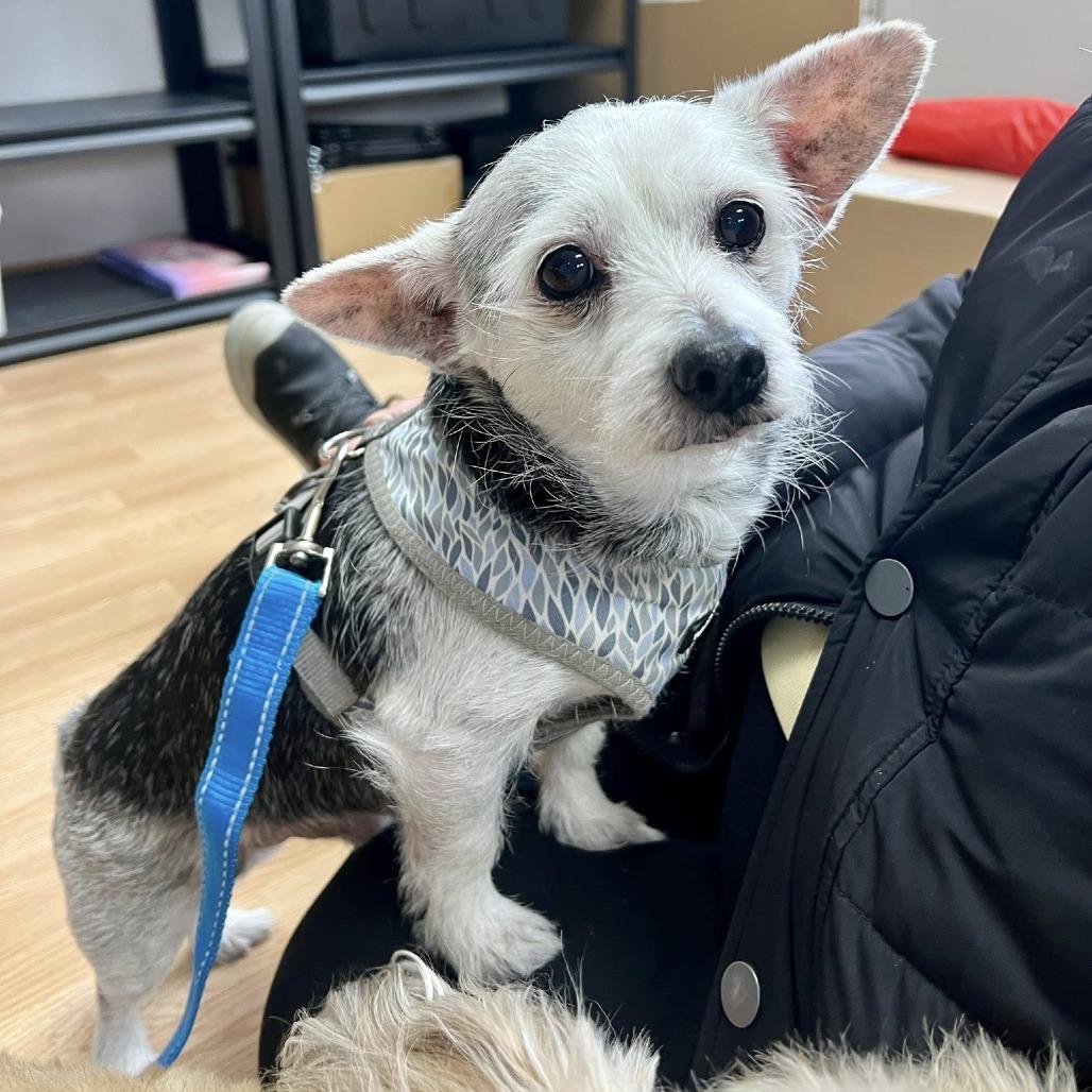 Lucky, a Adoptable Chihuahua in Saint Cloud, MN image 5/5