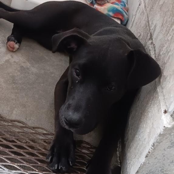 PENNY, Adoptable, Young Female Pit Bull Terrier.