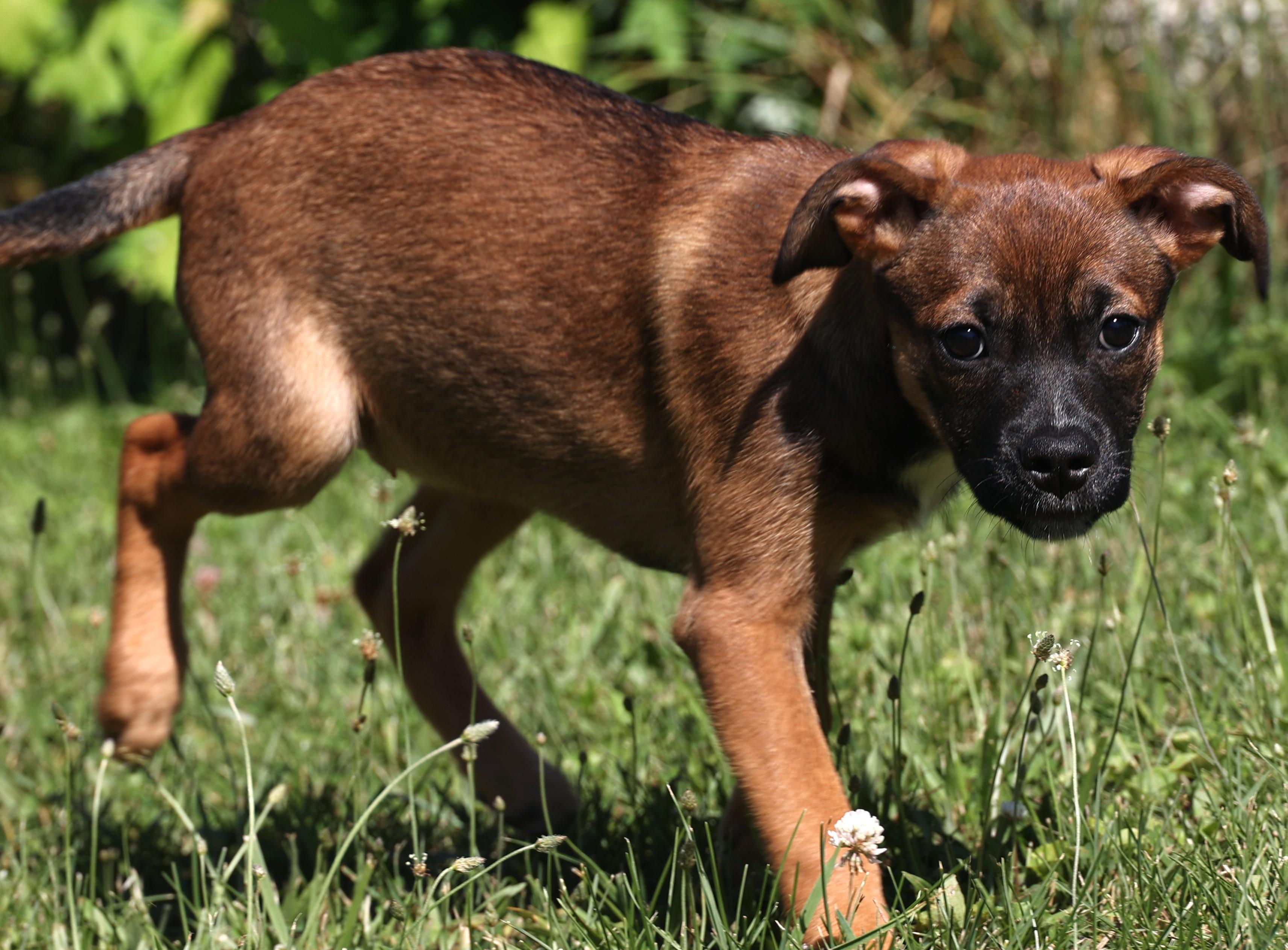 Enlarge Zara-Available www.lhar.dog to apply, an adoptable mixed breed in Frederick, MD image 5/6
