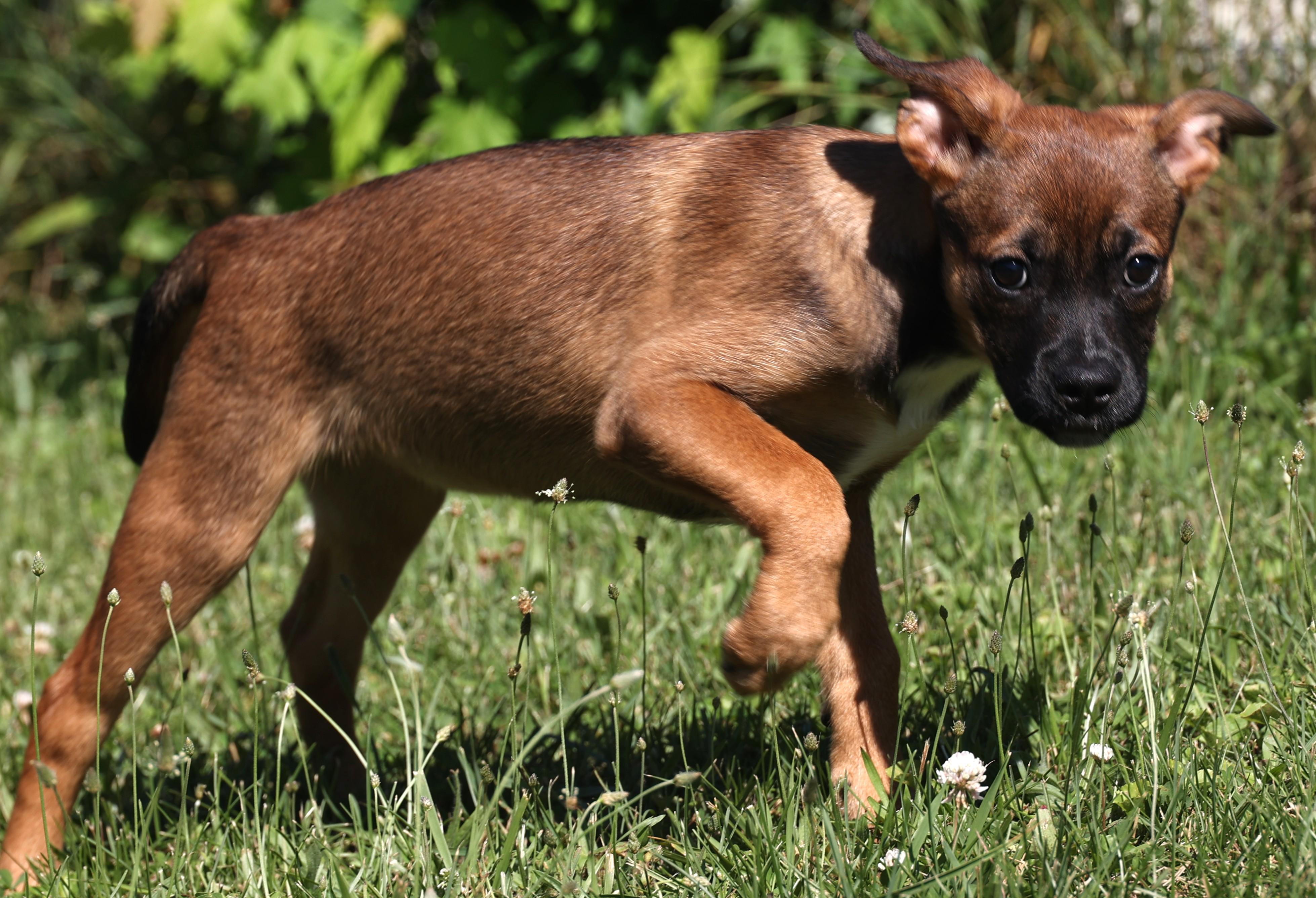 Enlarge Zara-Available www.lhar.dog to apply, an adoptable mixed breed in Frederick, MD image 3/6