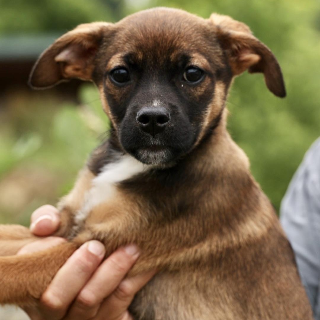 Enlarge Zara-Available www.lhar.dog to apply, an adoptable mixed breed in Frederick, MD image 6/6