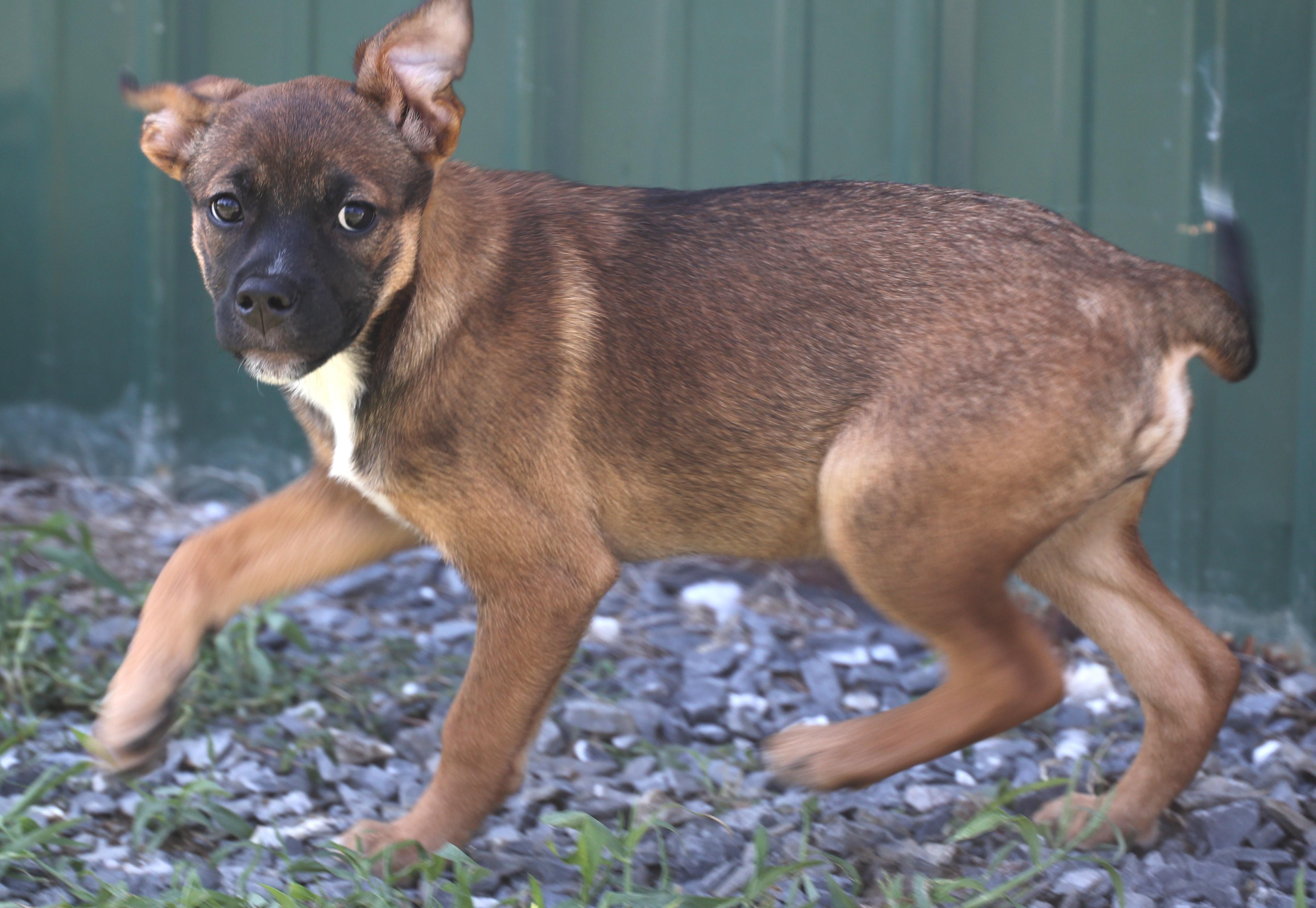Enlarge Zara-Available www.lhar.dog to apply, an adoptable mixed breed in Frederick, MD image 4/6