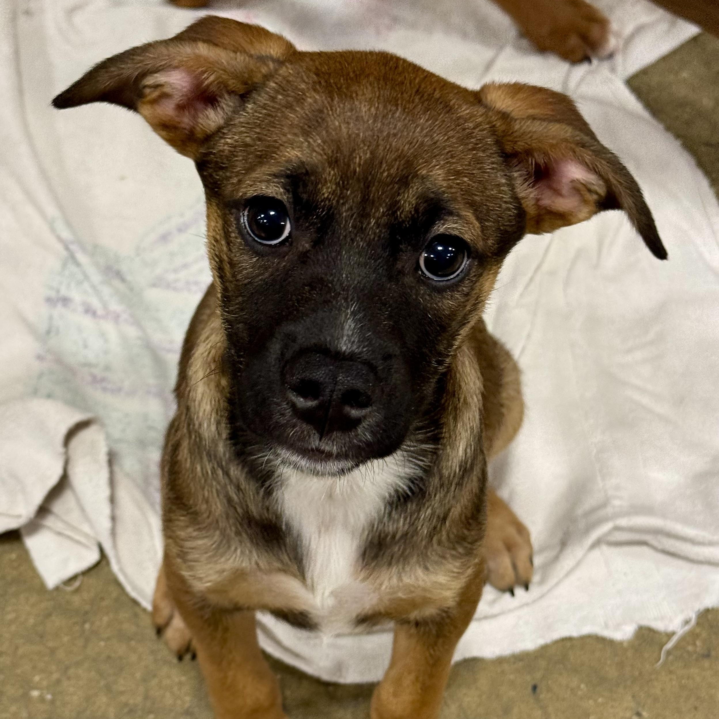 Enlarge Zara-Available www.lhar.dog to apply, an adoptable mixed breed in Frederick, MD image 2/6