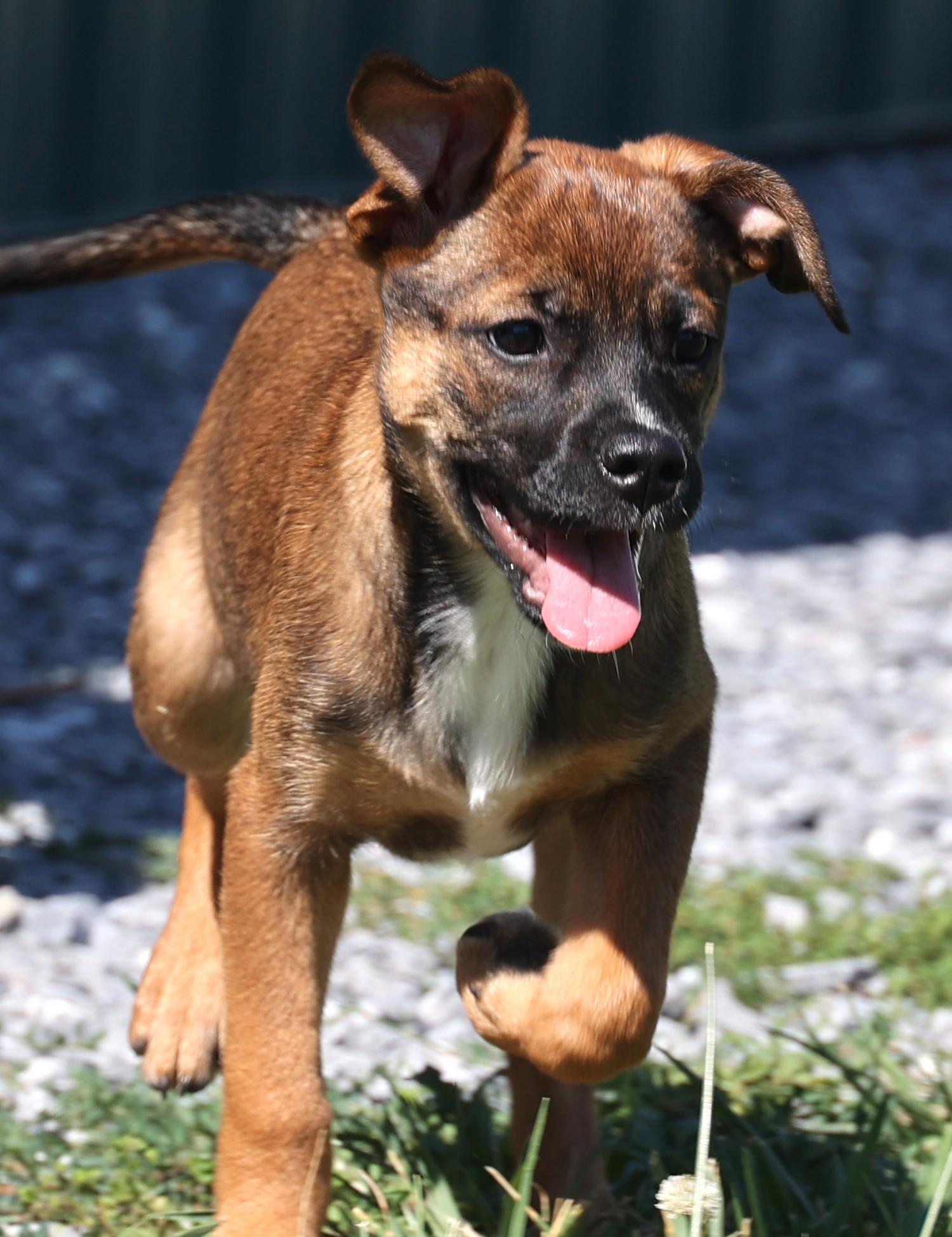 Zara-Available www.lhar.dog to apply, adoptable, Puppy Female Shepherd & Brussels Griffon.