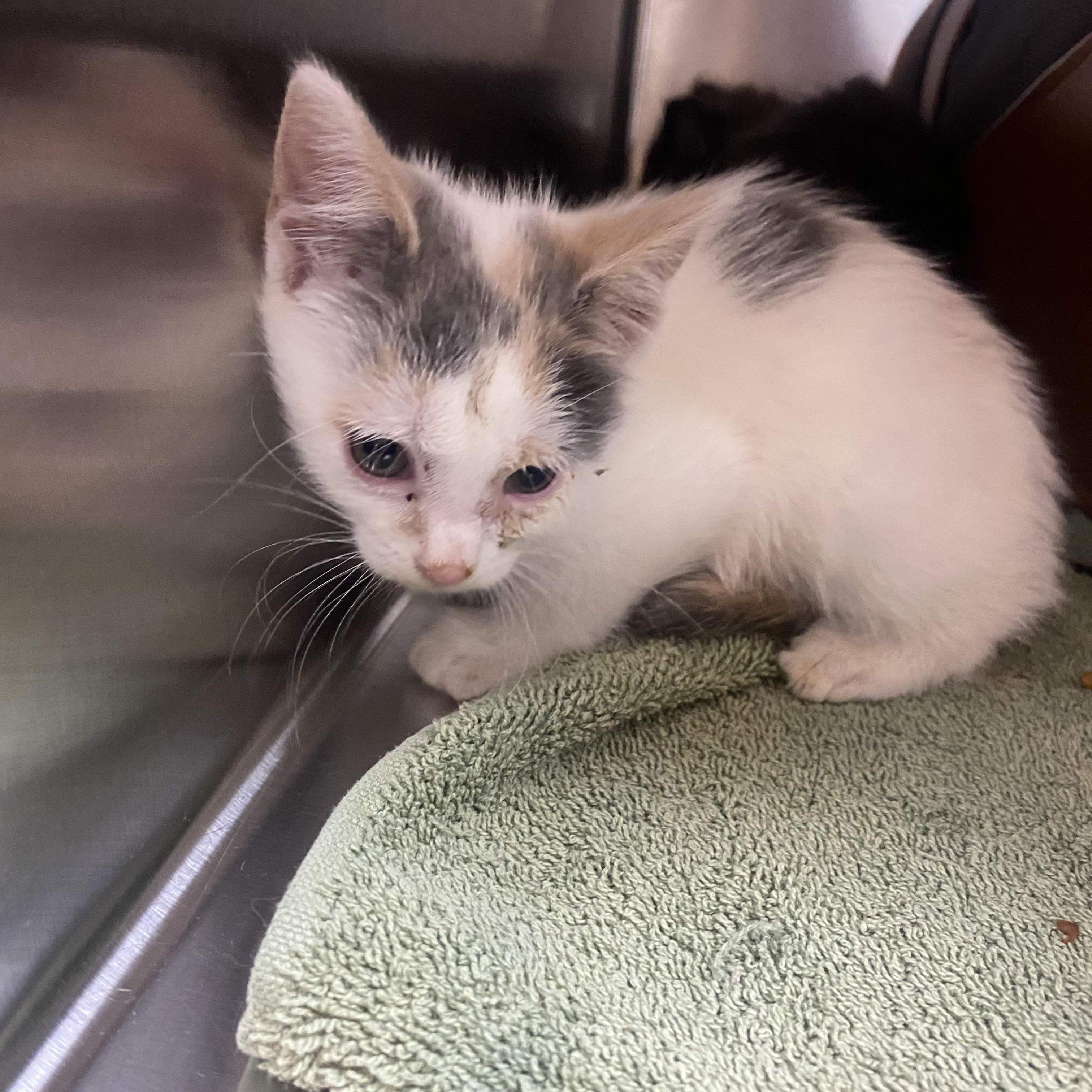 Heidi, ADOPTABLE, Kitten Female Domestic Long Hair.