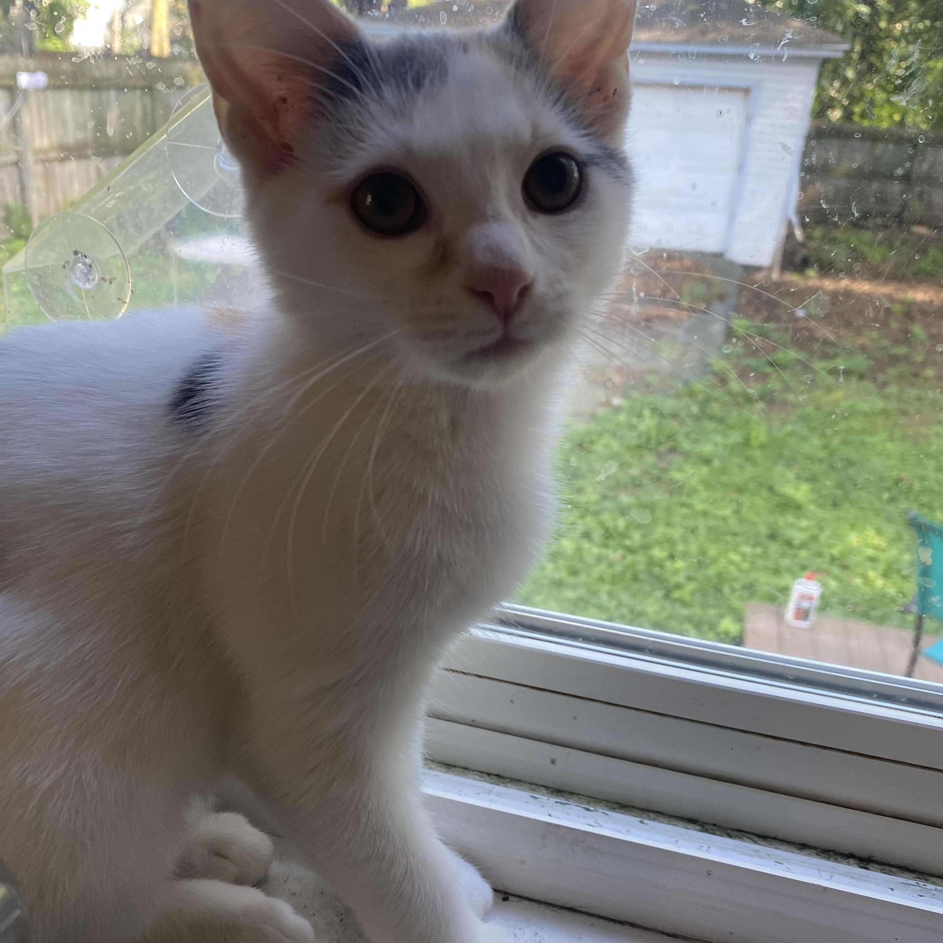 Enlarge Heidi, a Adoptable Domestic Short Hair in Ontario, NY image 3/5