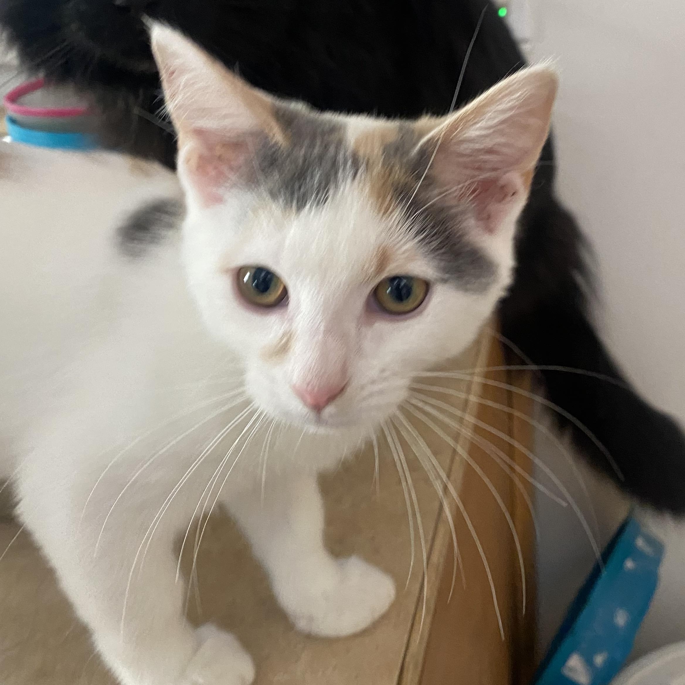 Heidi, ADOPTABLE, Kitten Female Domestic Short Hair.