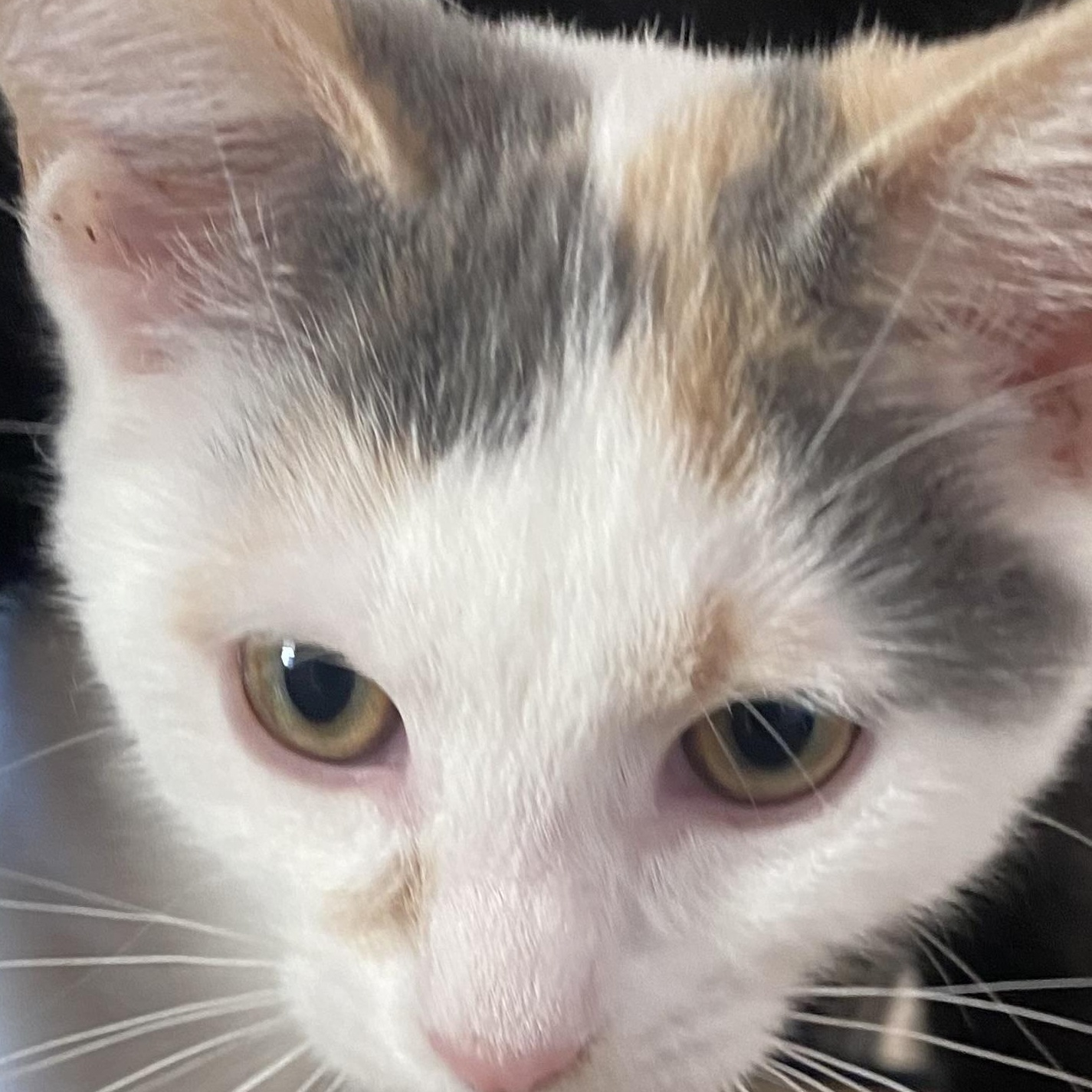 Enlarge Heidi, a Adoptable Domestic Short Hair in Ontario, NY image 5/5
