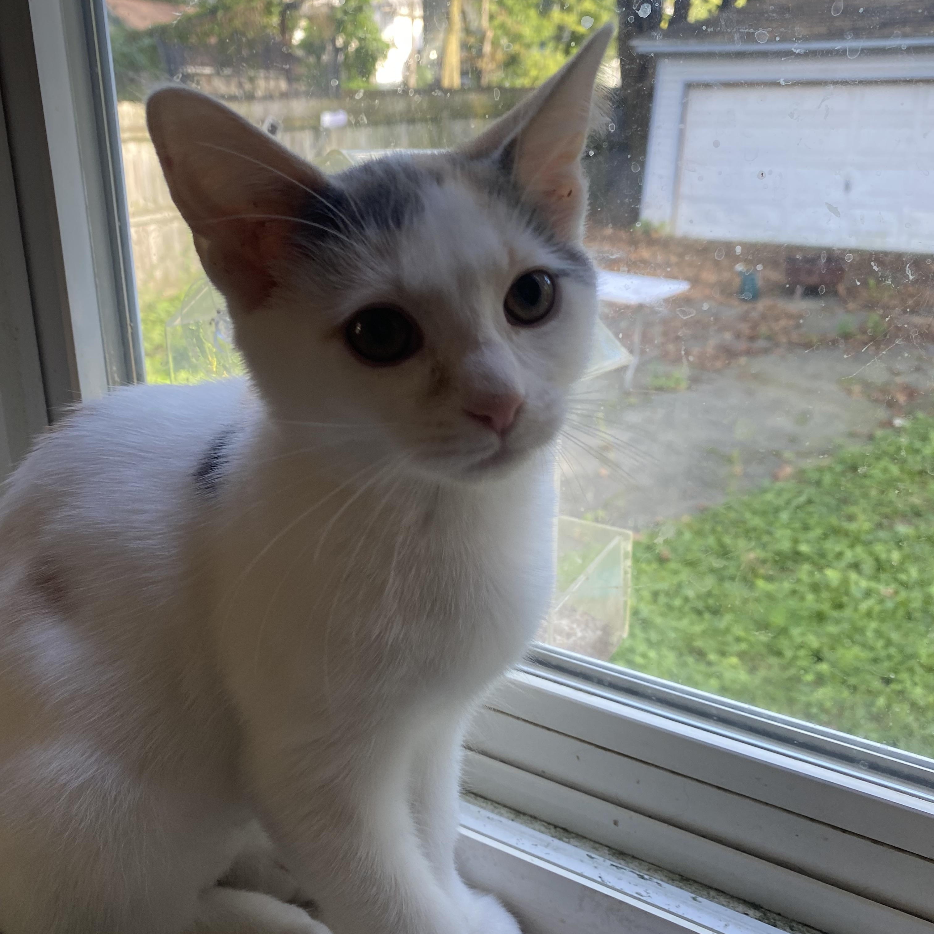 Enlarge Heidi, a Adoptable Domestic Short Hair in Ontario, NY image 4/5