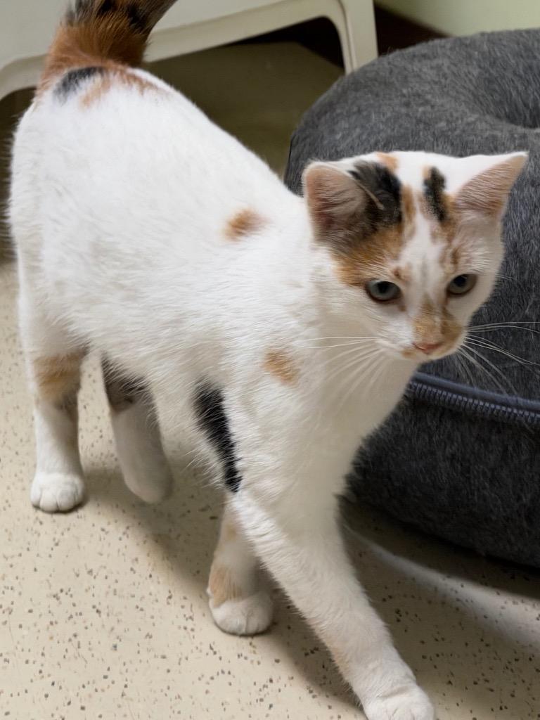 Enlarge Winter, a Adoptable Domestic Short Hair in Amery, WI image 4/4