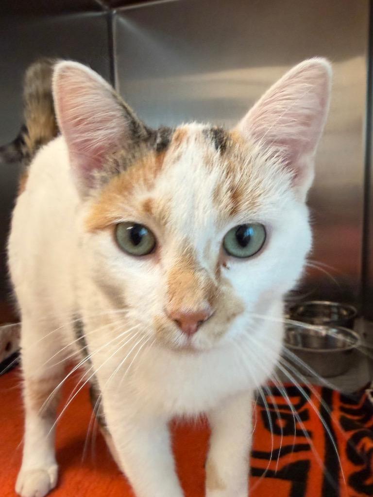Winter, Adoptable, Young Female Domestic Short Hair.