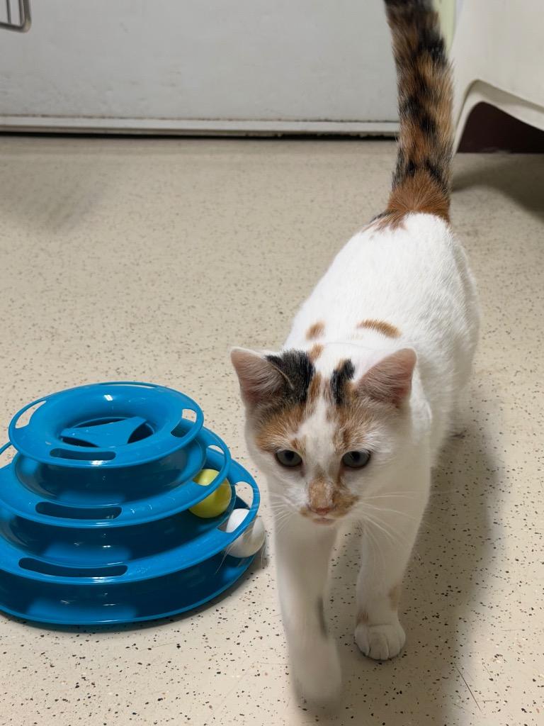 Enlarge Winter, a Adoptable Domestic Short Hair in Amery, WI image 3/4