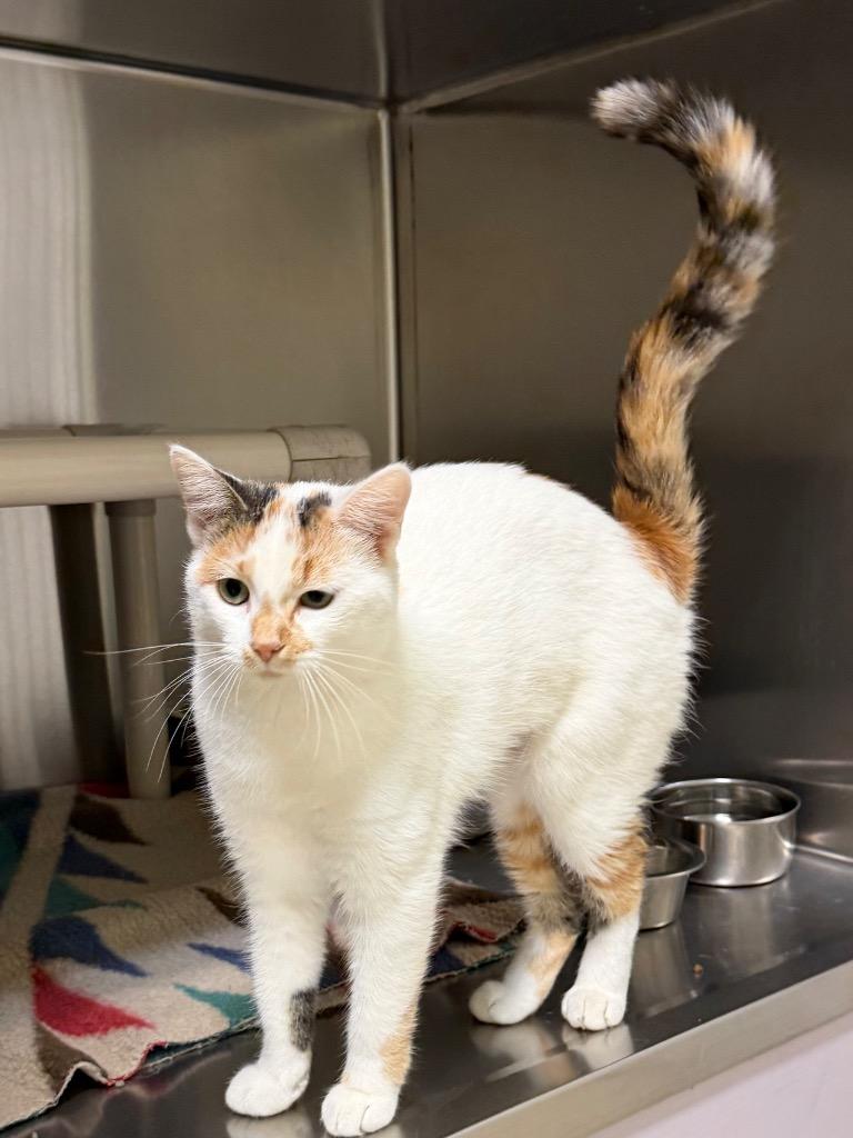 Enlarge Winter, a Adoptable Domestic Short Hair in Amery, WI image 2/4