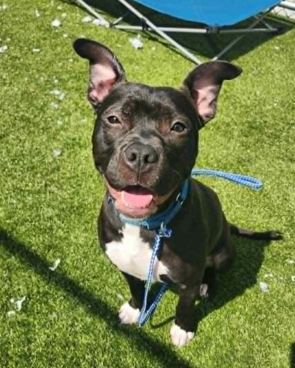 GAIL, Adoptable, Young Female Pit Bull Terrier.