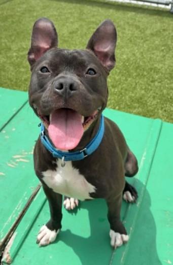 GAIL, Adoptable, Young Female Pit Bull Terrier.