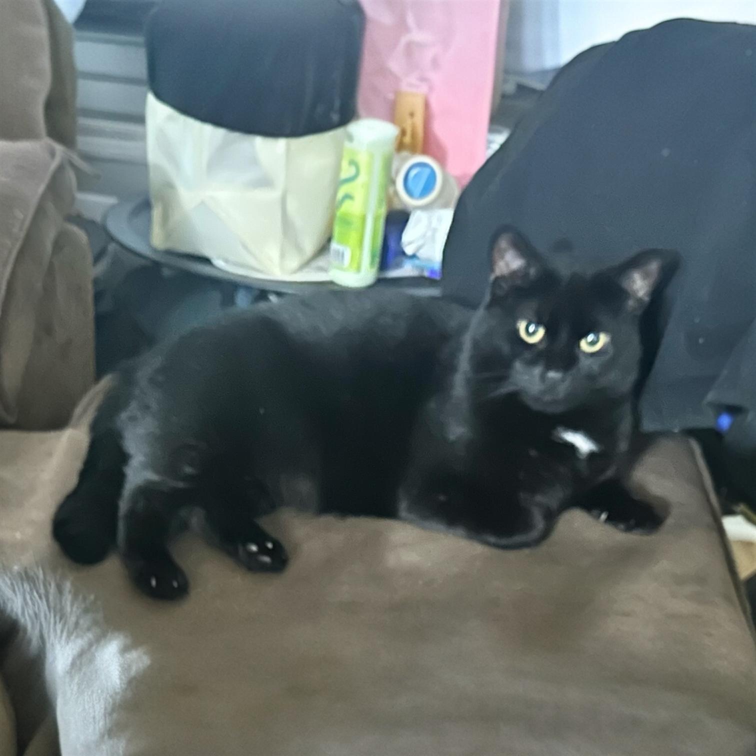 Benson, a Adoptable Domestic Short Hair in Pittstown, NJ image 3/3