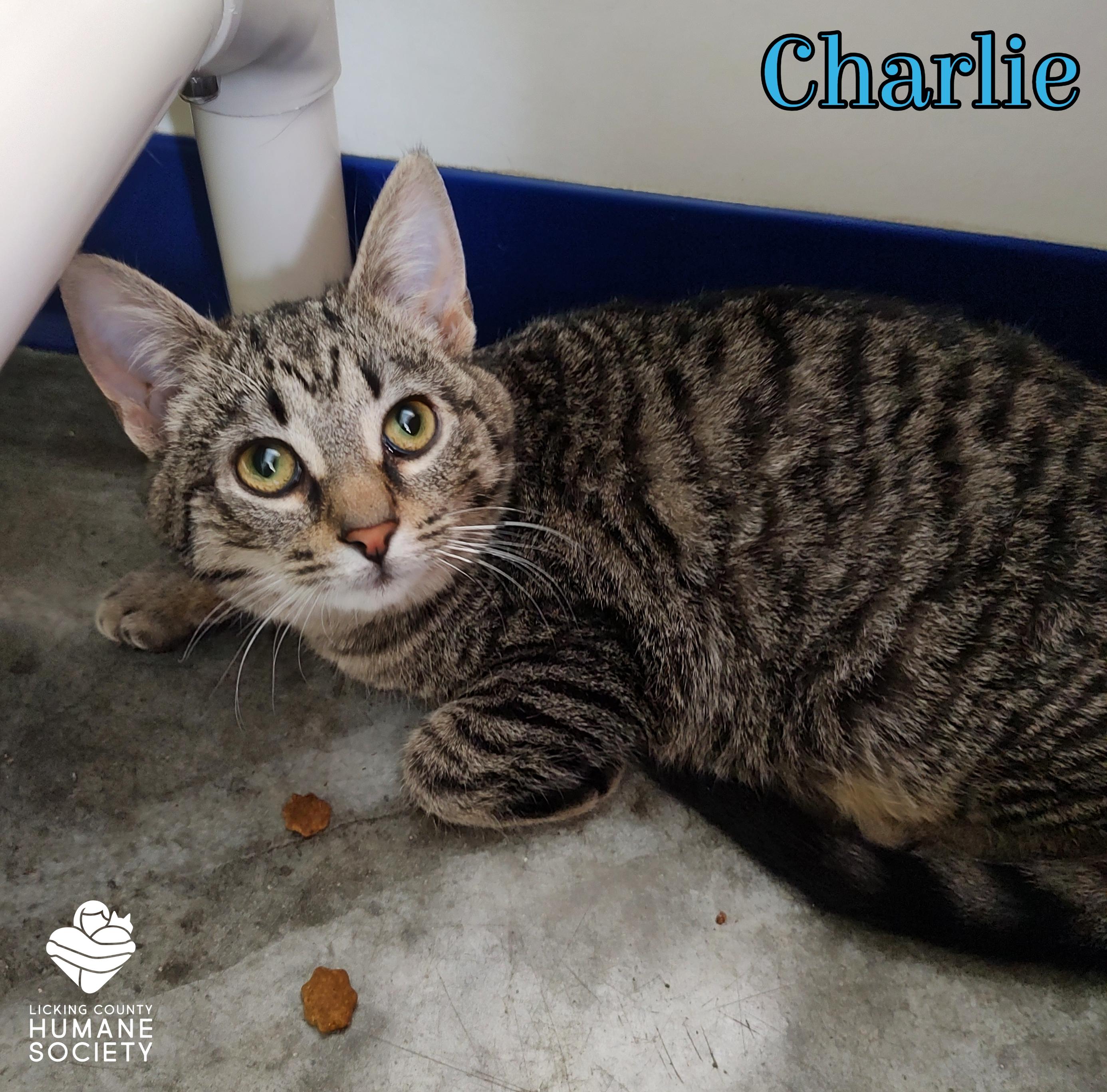 Charlie, Adoptable, Young Male Domestic Short Hair.