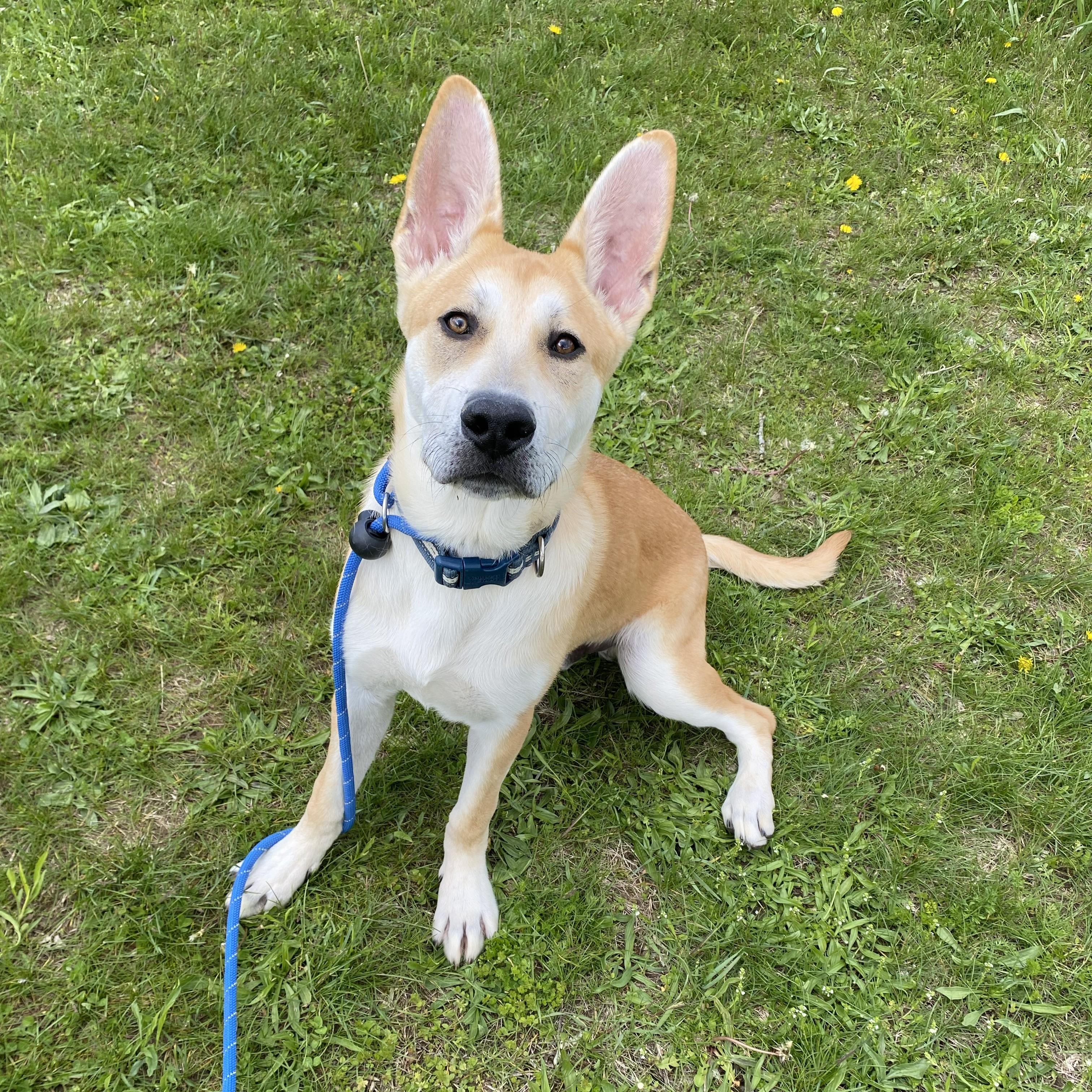 Dingo, an adopted mixed breed in Allegan, MI image 2/6