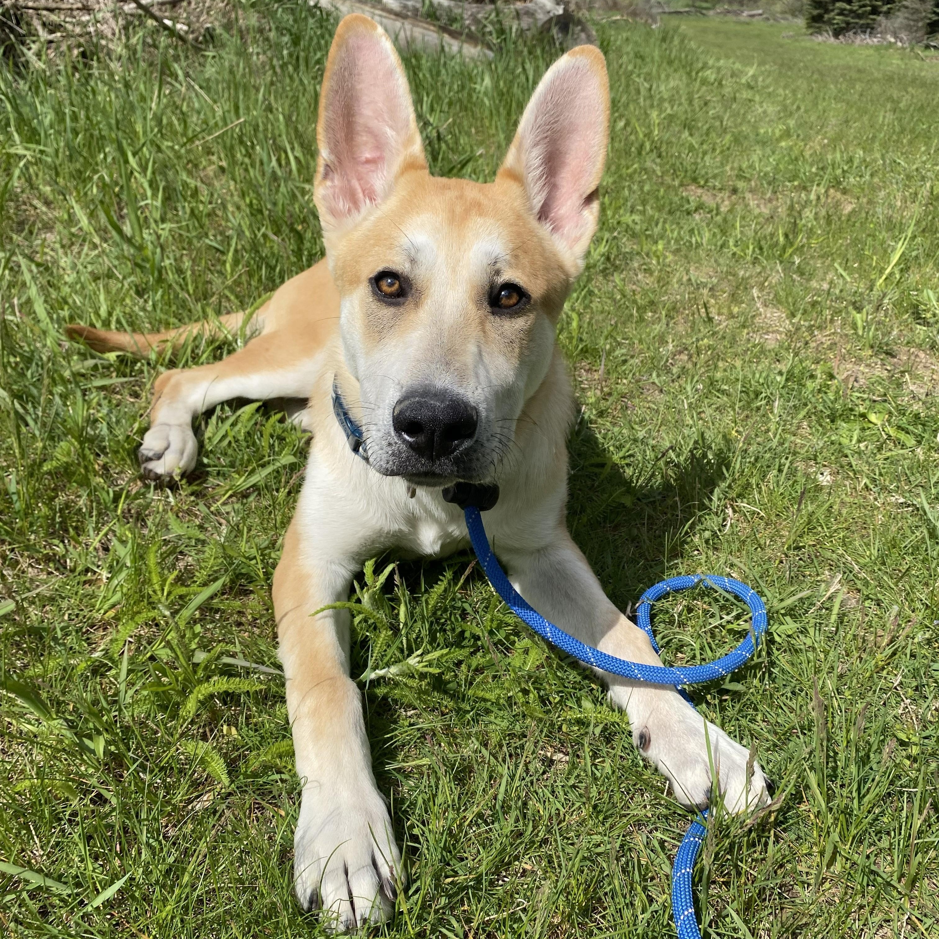 Dingo, an adopted mixed breed in Allegan, MI image 5/6