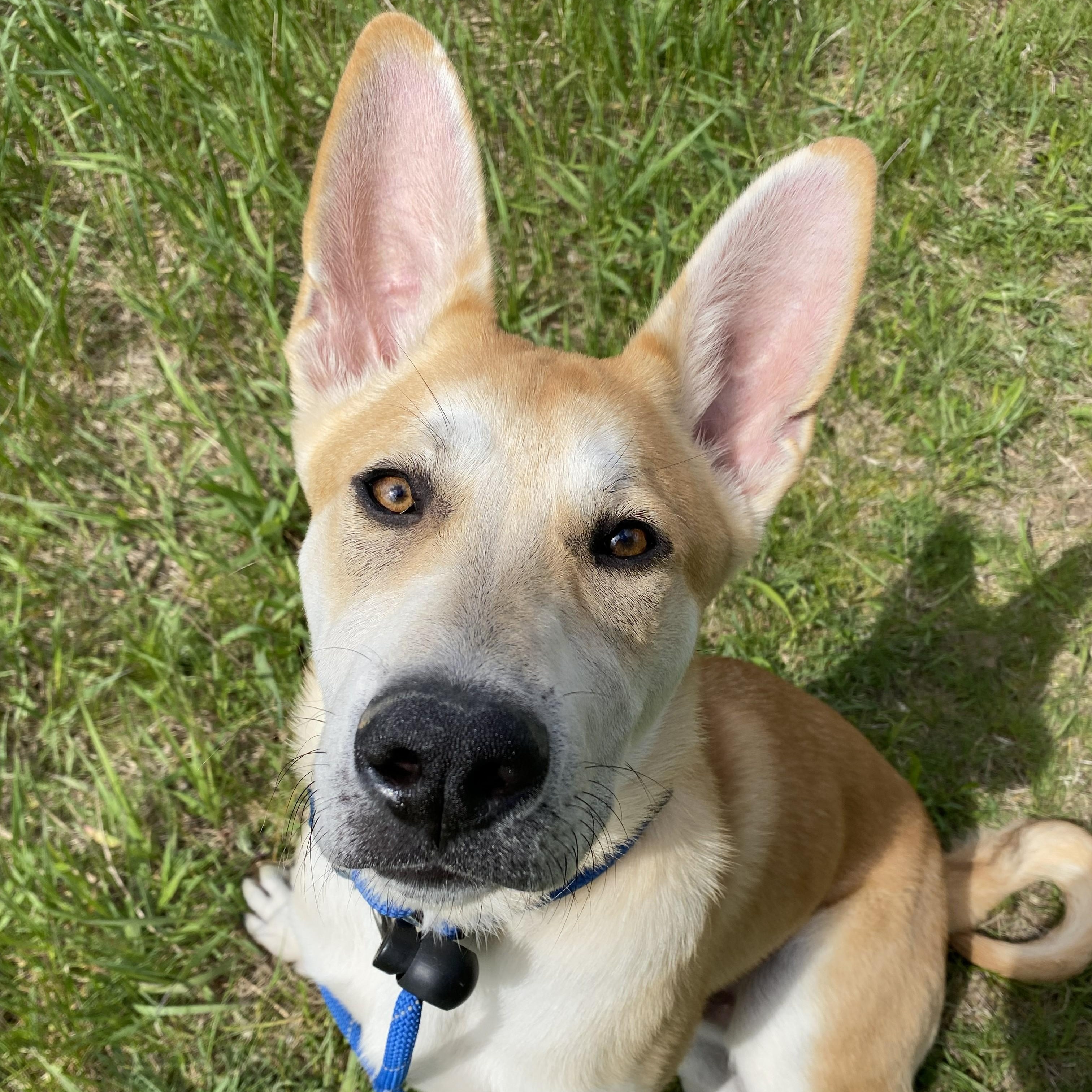 Dingo, an adopted mixed breed in Allegan, MI image 6/6