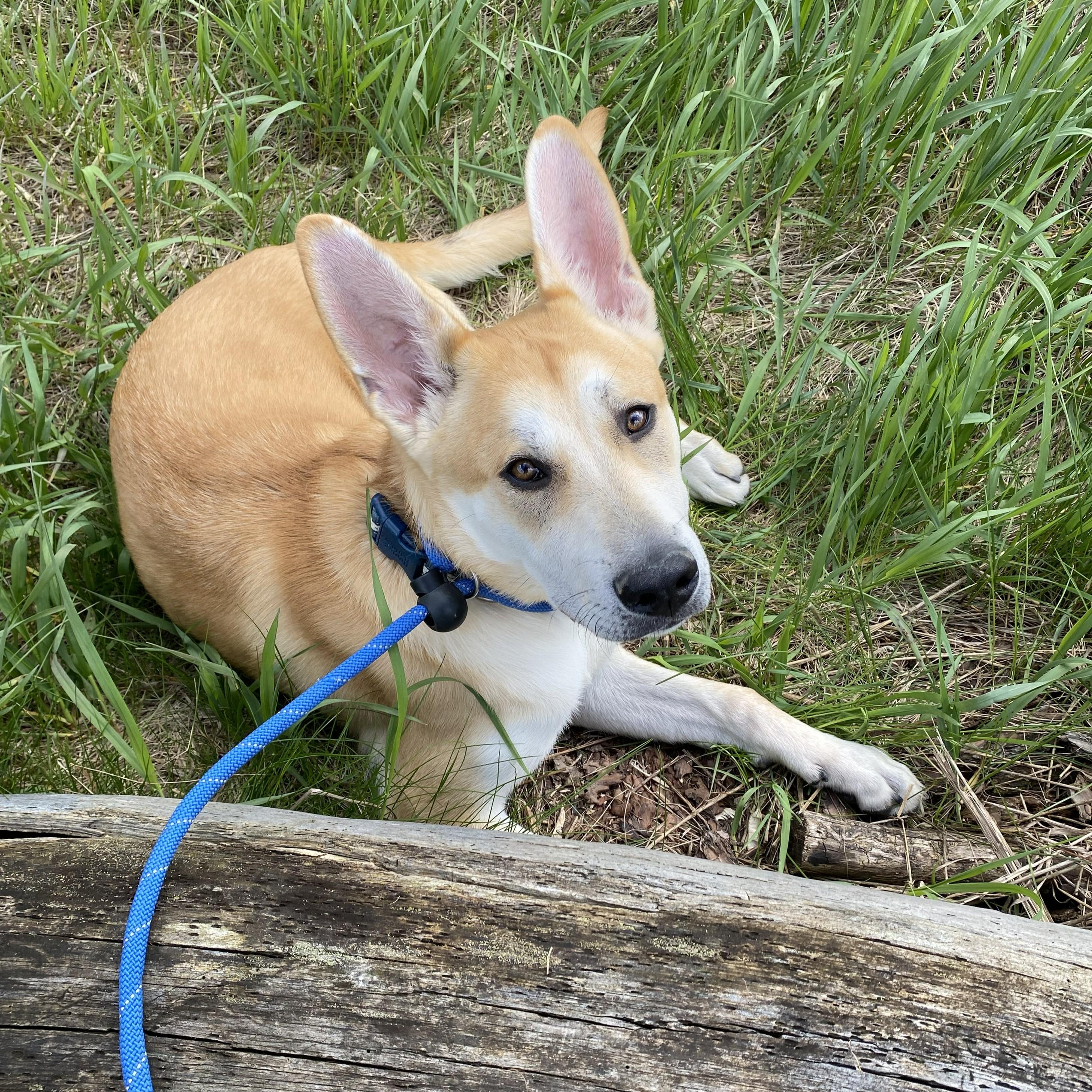Dingo, an adopted mixed breed in Allegan, MI image 3/6