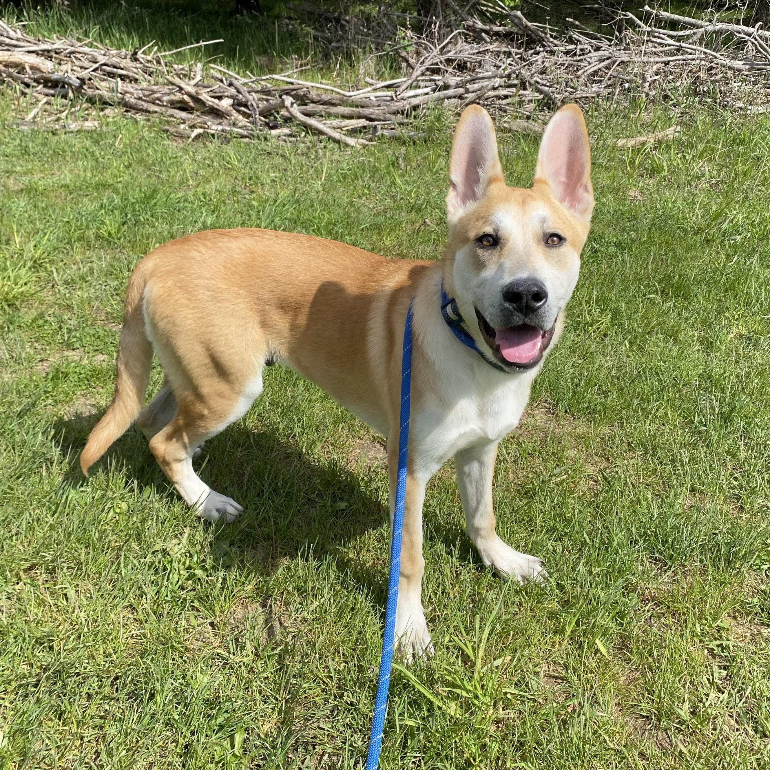 Dingo, an adopted mixed breed in Allegan, MI image 4/6