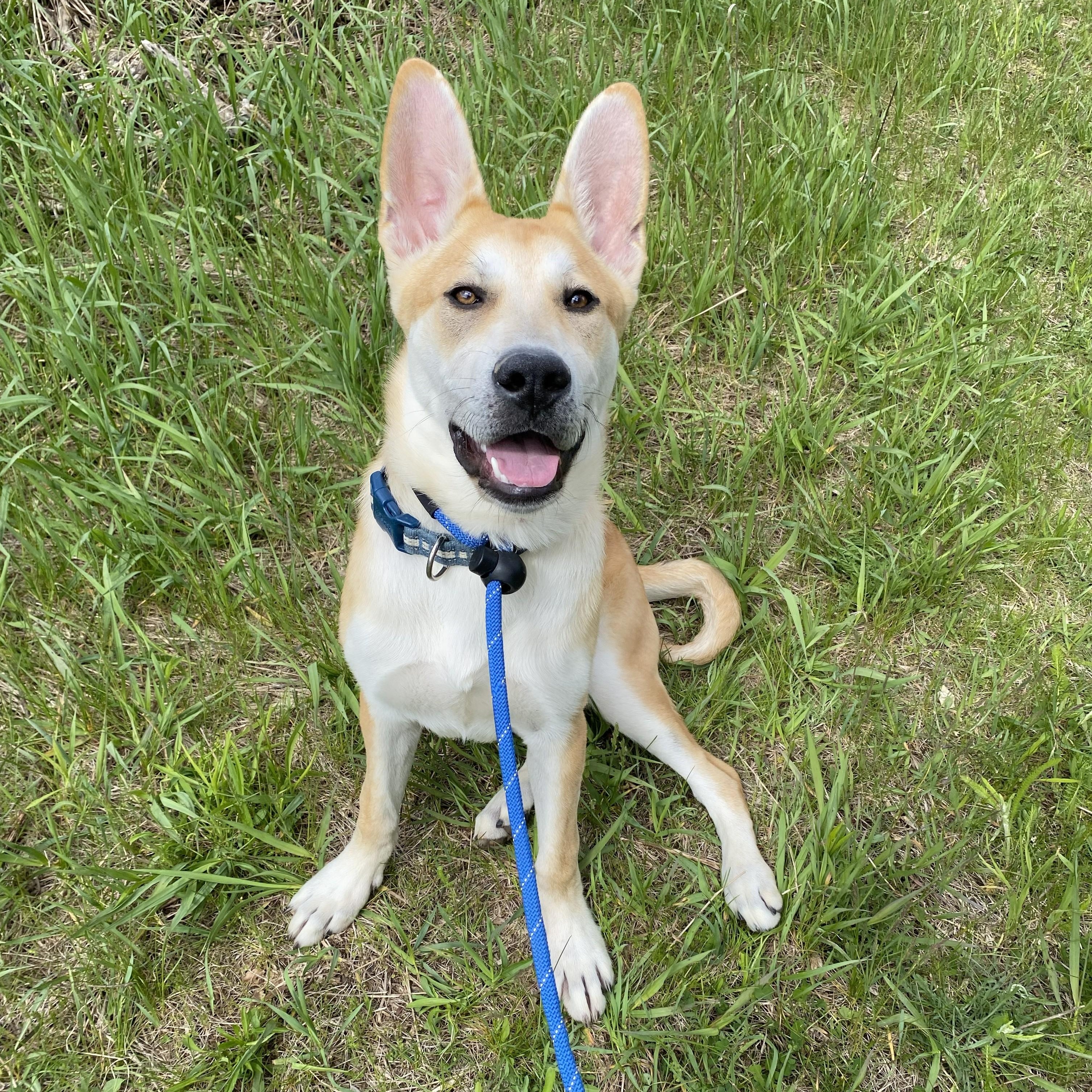 Dingo, an adopted mixed breed in Allegan, MI image 1/6