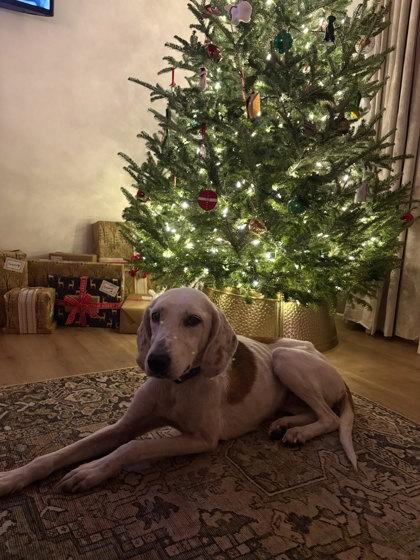 Enlarge Holly, a Adoptable mixed breed in King William, VA image 1/3