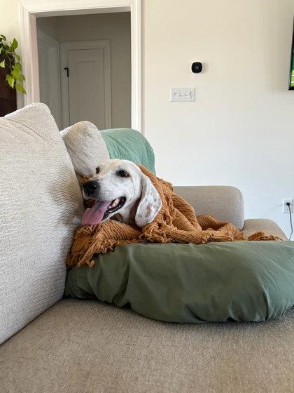 Enlarge Holly, a Adoptable mixed breed in King William, VA image 2/3