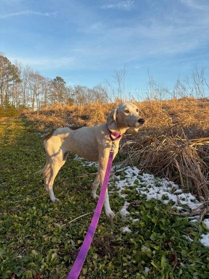 Enlarge Holly, a Adoptable mixed breed in King William, VA image 3/3