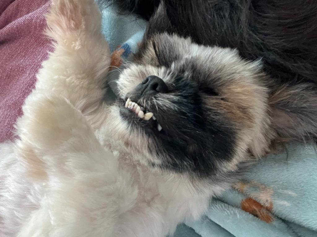 Enlarge Nutella *adoption pending, a Adopted Shih Tzu in Leander, TX image 2/4