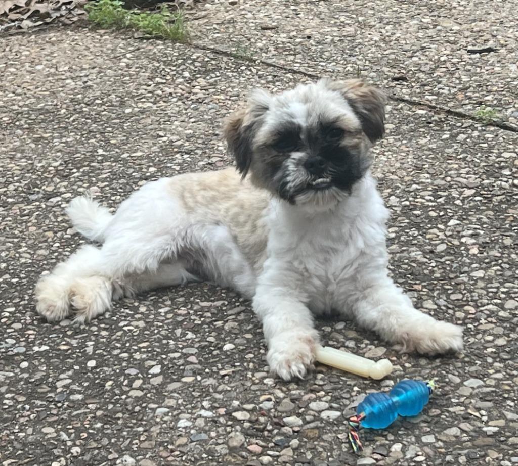 Enlarge Nutella *adoption pending, a Adopted Shih Tzu in Leander, TX image 3/4