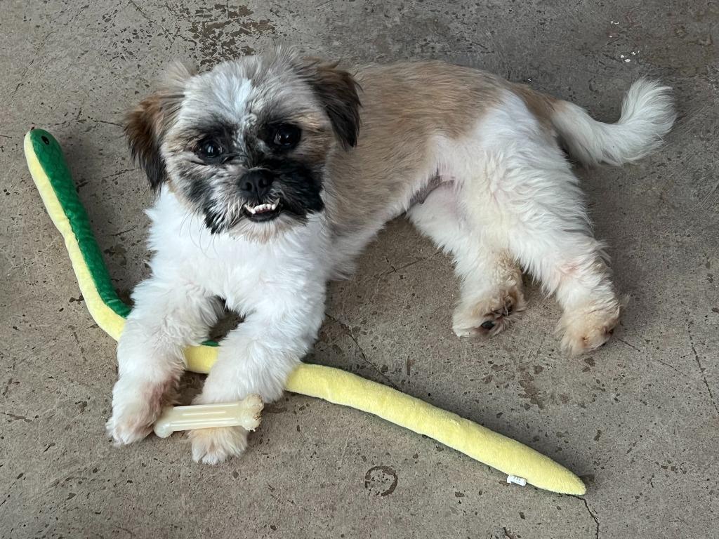 Enlarge Nutella *adoption pending, a Adopted Shih Tzu in Leander, TX image 4/4