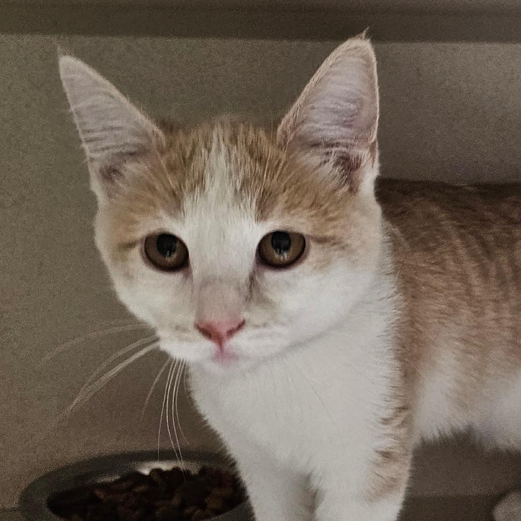 Enlarge Cranberry, a Adoptable Domestic Short Hair in Grinnell, IA image 1/2