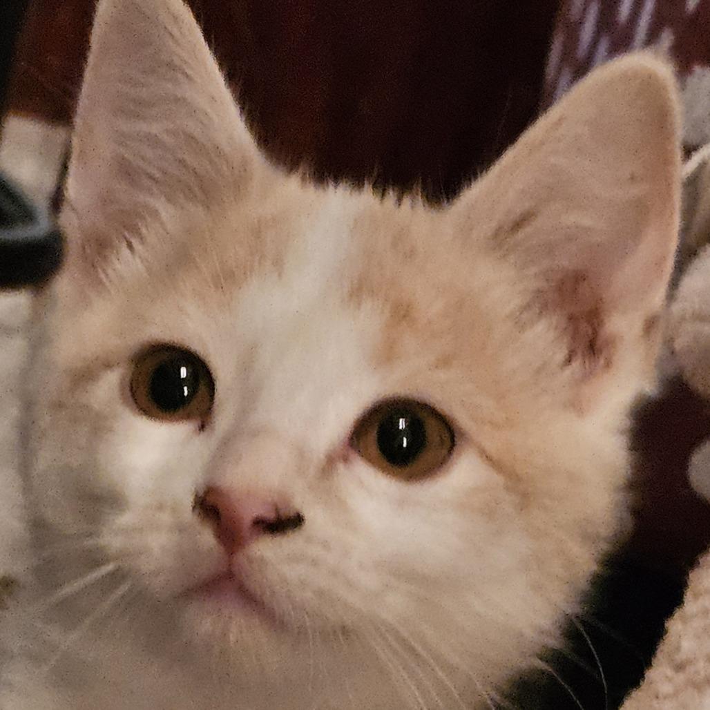 Enlarge Cranberry, a Adoptable Domestic Short Hair in Grinnell, IA image 2/2