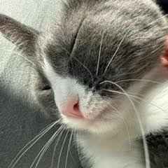 Enlarge Konjori C68933, a Adoptable Domestic Short Hair in Minnetonka, MN image 1/5