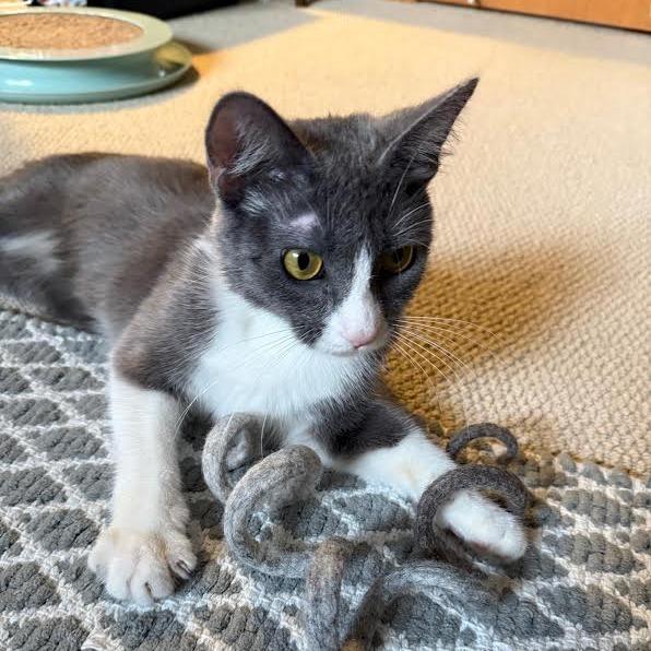 Konjori C68933, Adoptable, Young Female Domestic Short Hair.