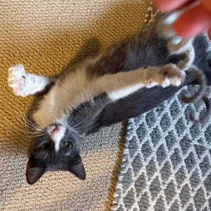 Konjori C68933, a Adoptable Domestic Short Hair in Minnetonka, MN image 2/5