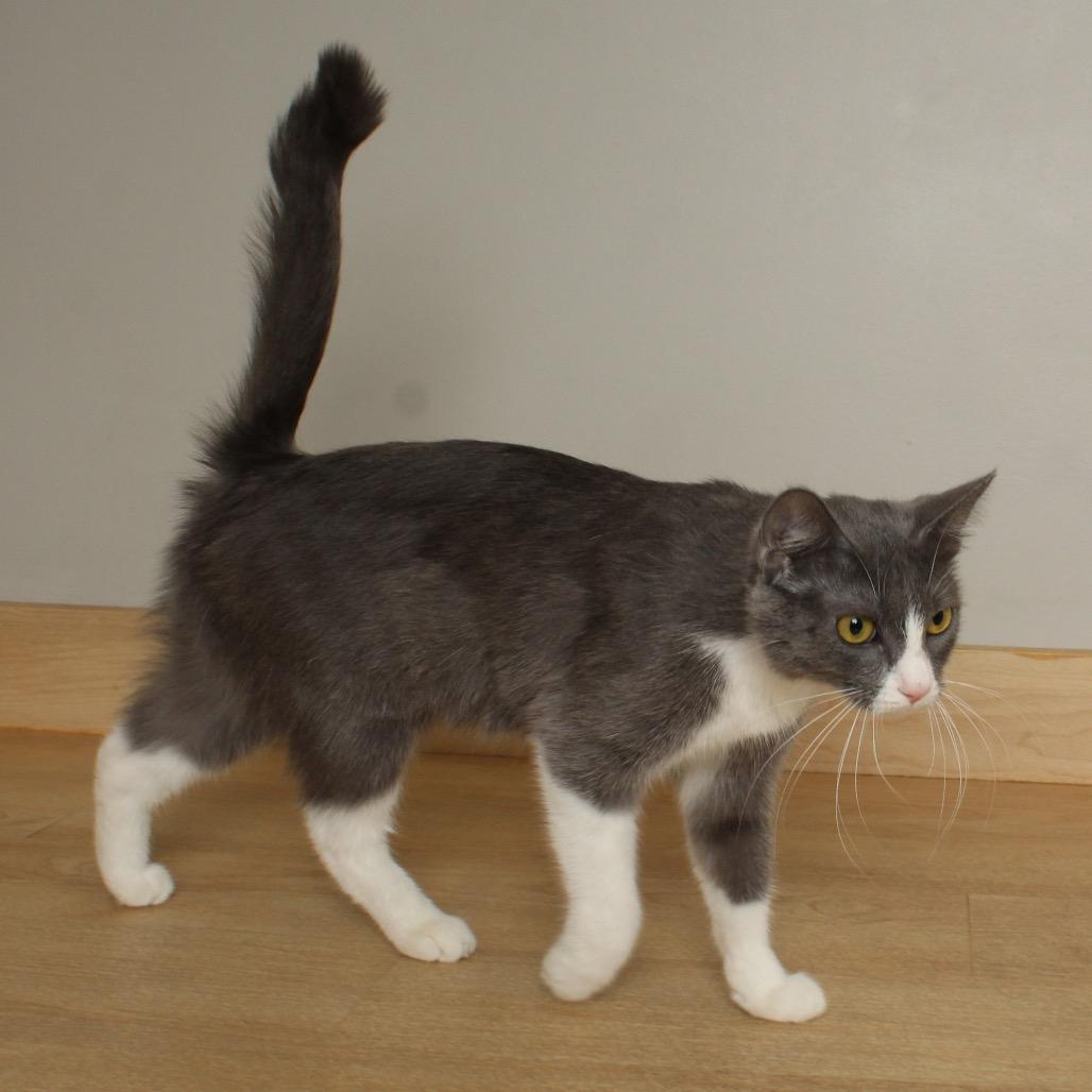 Konjori C68933, a Adoptable Domestic Short Hair in Minnetonka, MN image 3/5